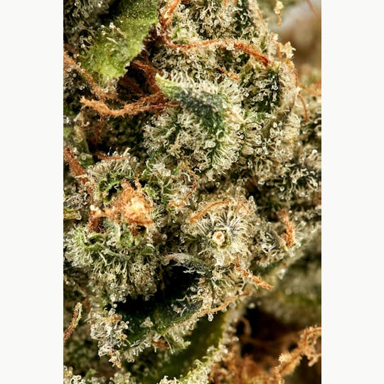 Ripple Wellness - Flower - Tier 3 - Chem Valley Cookies - 1