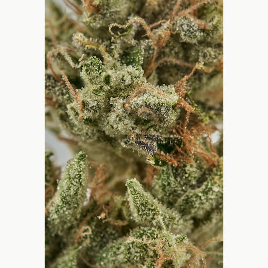 Ripple Wellness - Flower - Tier 1 - Fatso - 1