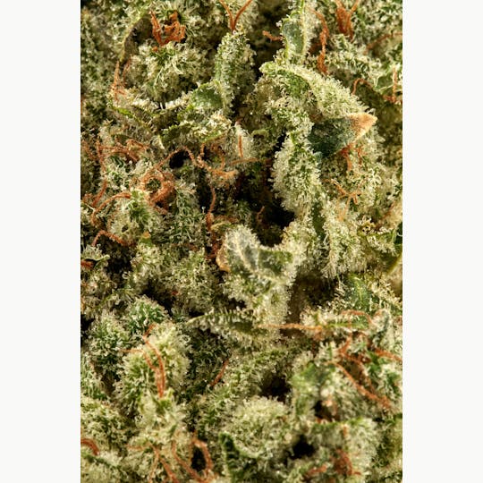 Ripple Wellness - Flower - Tier 3 - Original Glue #4 - 1