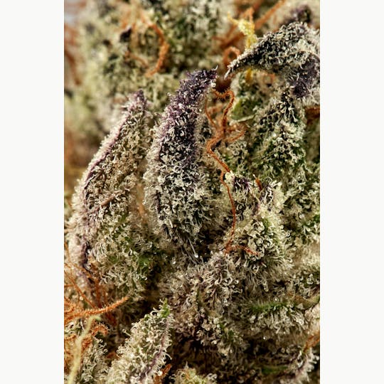 Ripple Wellness - Flower - Tier 1 - GMO - 1