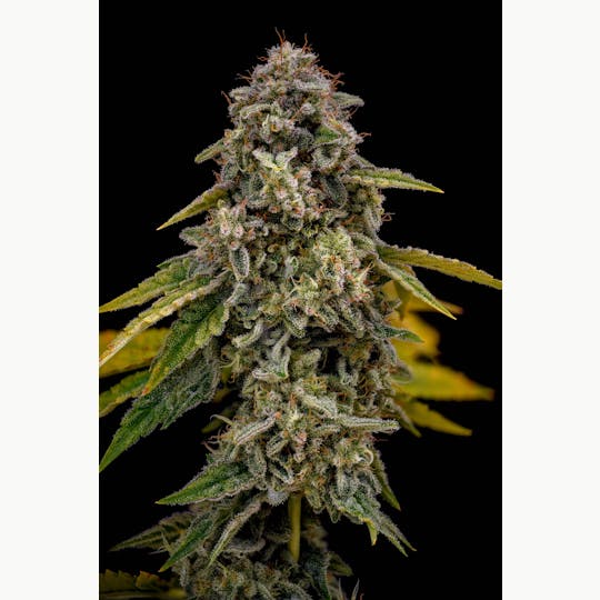 Locol Love - Waiting Game - 1