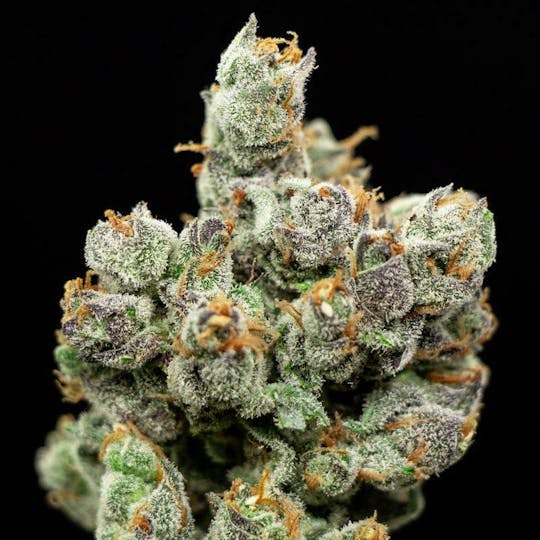 Ziggyz Pharms - Purple Afghani - 100% Indica - TAX INCLUDED - 1