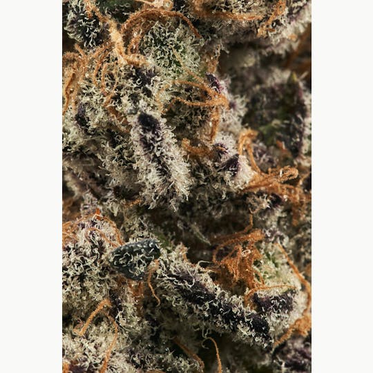 Ripple Wellness - Flower - Tier 1 - Lava Cake - 1