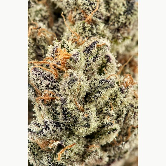 Ripple Wellness - Flower - Tier 1 - Meat Breath - 1