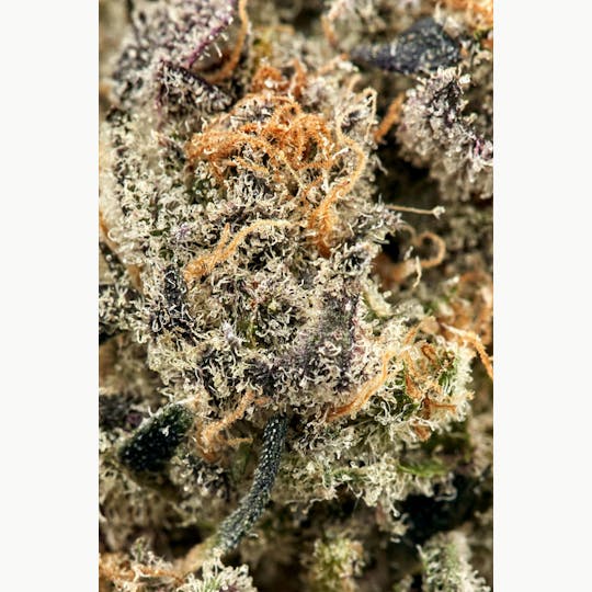Ripple Wellness - Flower - Tier 3 - Mint Chocolate Chip - 1