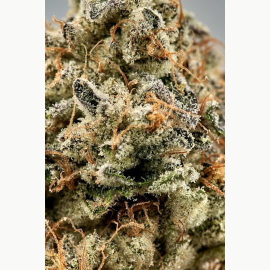 Ripple Wellness - Flower - Tier 1 - Triangle Mints - 1