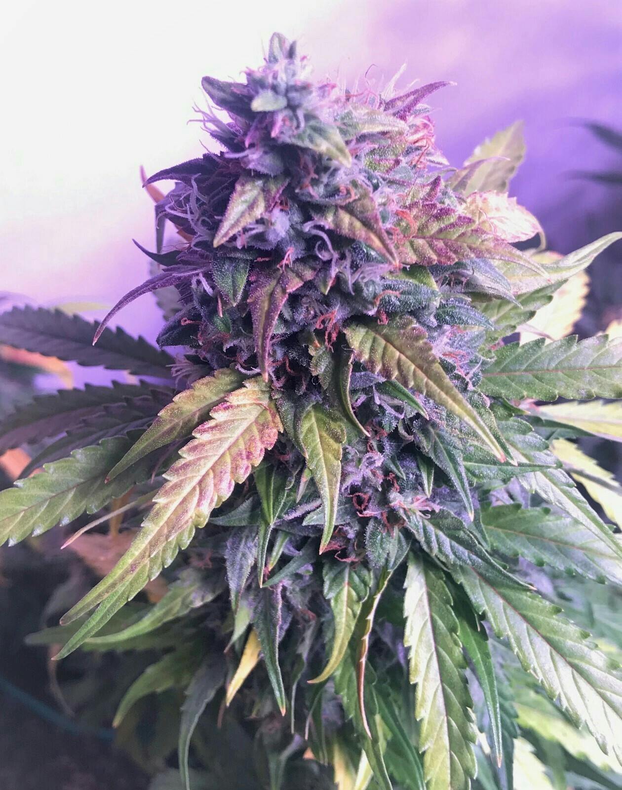 South Port Cannabis Company - BRUCE BANNER - SOUTH PORT CANNABIS - 1