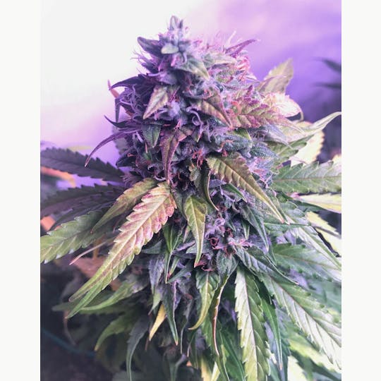 South Port Cannabis Company - BRUCE BANNER - SOUTH PORT CANNABIS - 1