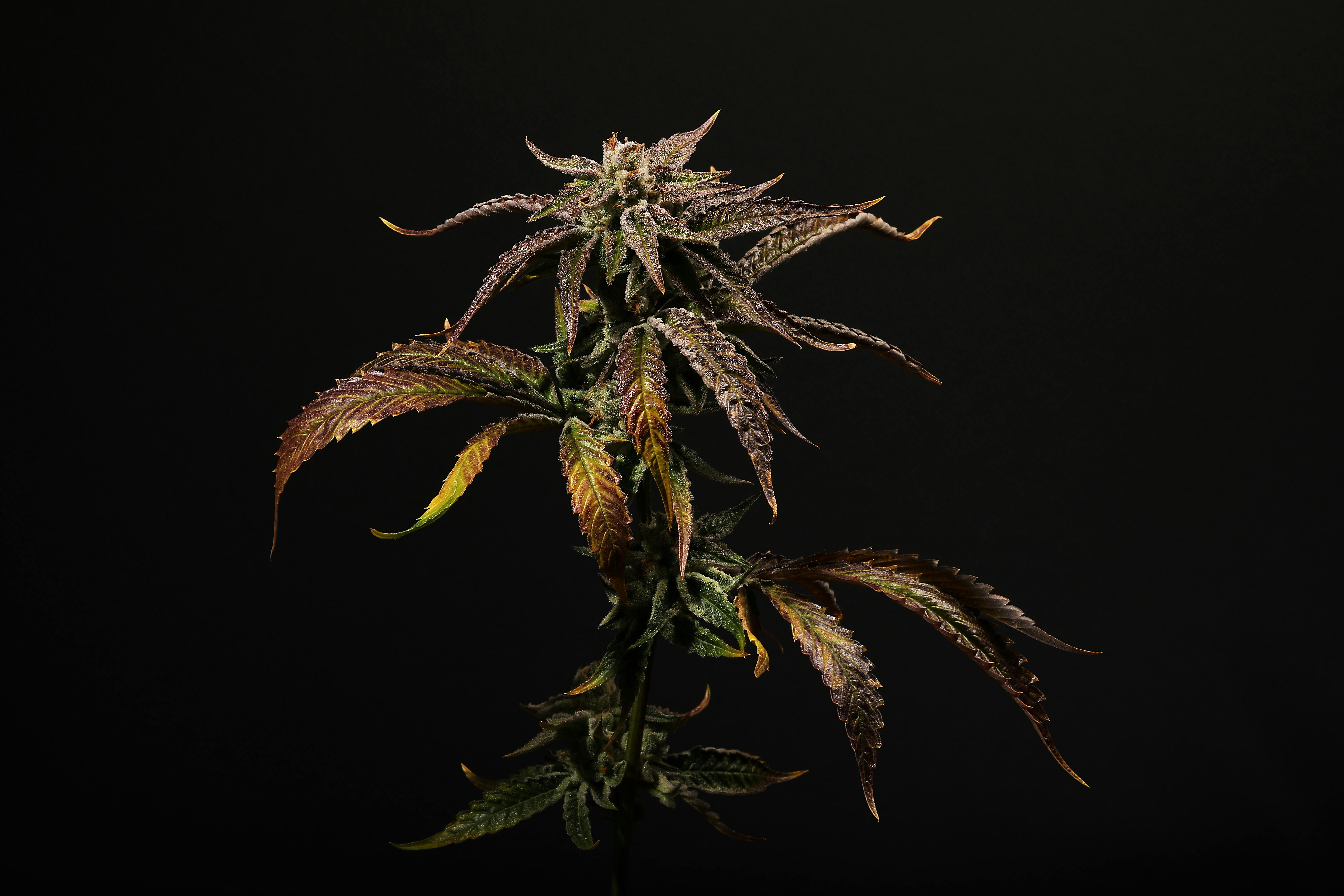 Seed & Smith Cannabis - Strawnana - 1