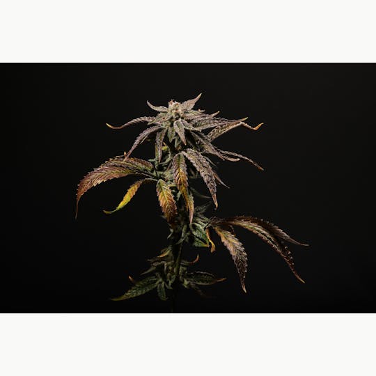 Seed & Smith Cannabis - Strawnana - 1