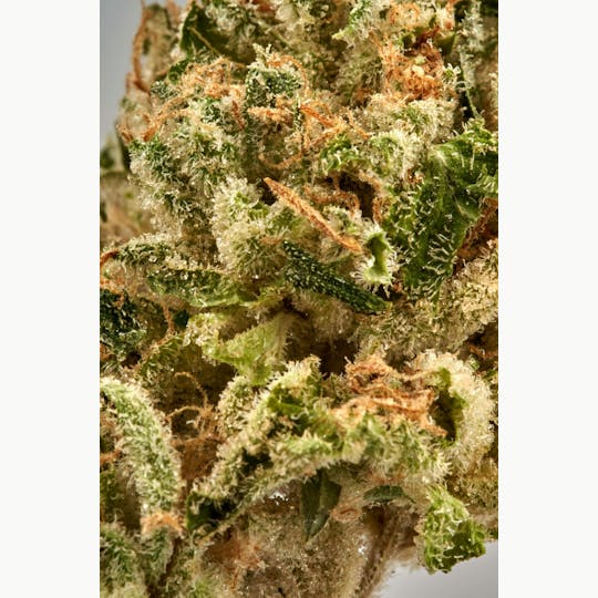 Ripple Wellness - Flower - Tier 3 - Head Dawg - 1