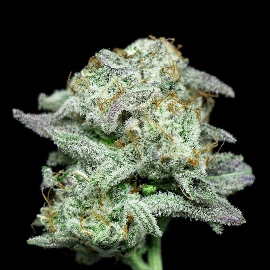 Ziggyz Pharms - Jedi Kush - 100% Indica - TAX INCLUDED - 1
