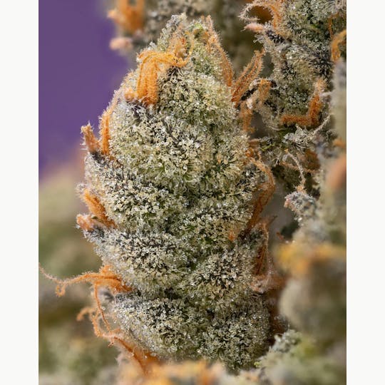 Zero Gravity Cannabis - Flower - Unicorn Poop 50/50 Hybrid - 1