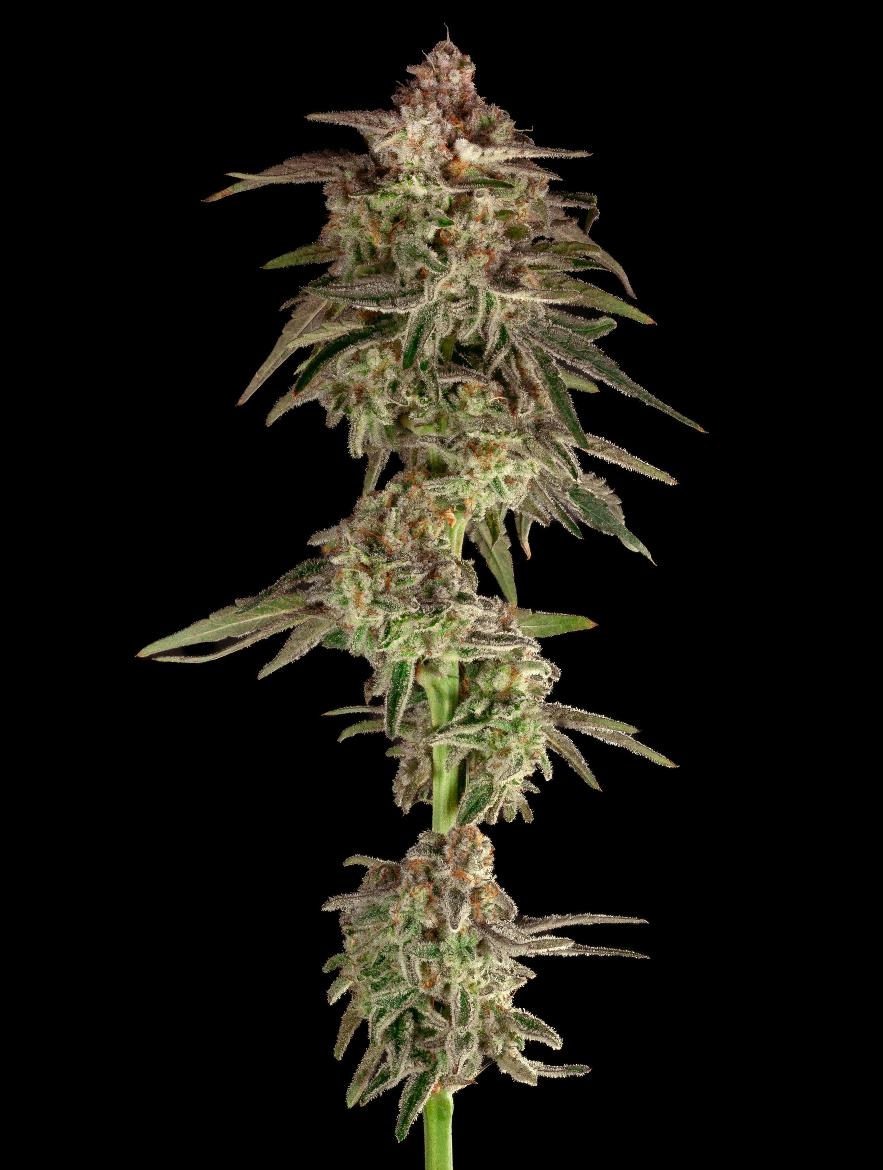 Garden First Cannabis - Mac 1 by Garden First - 1