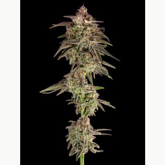 Garden First Cannabis - Mac 1 by Garden First - 1