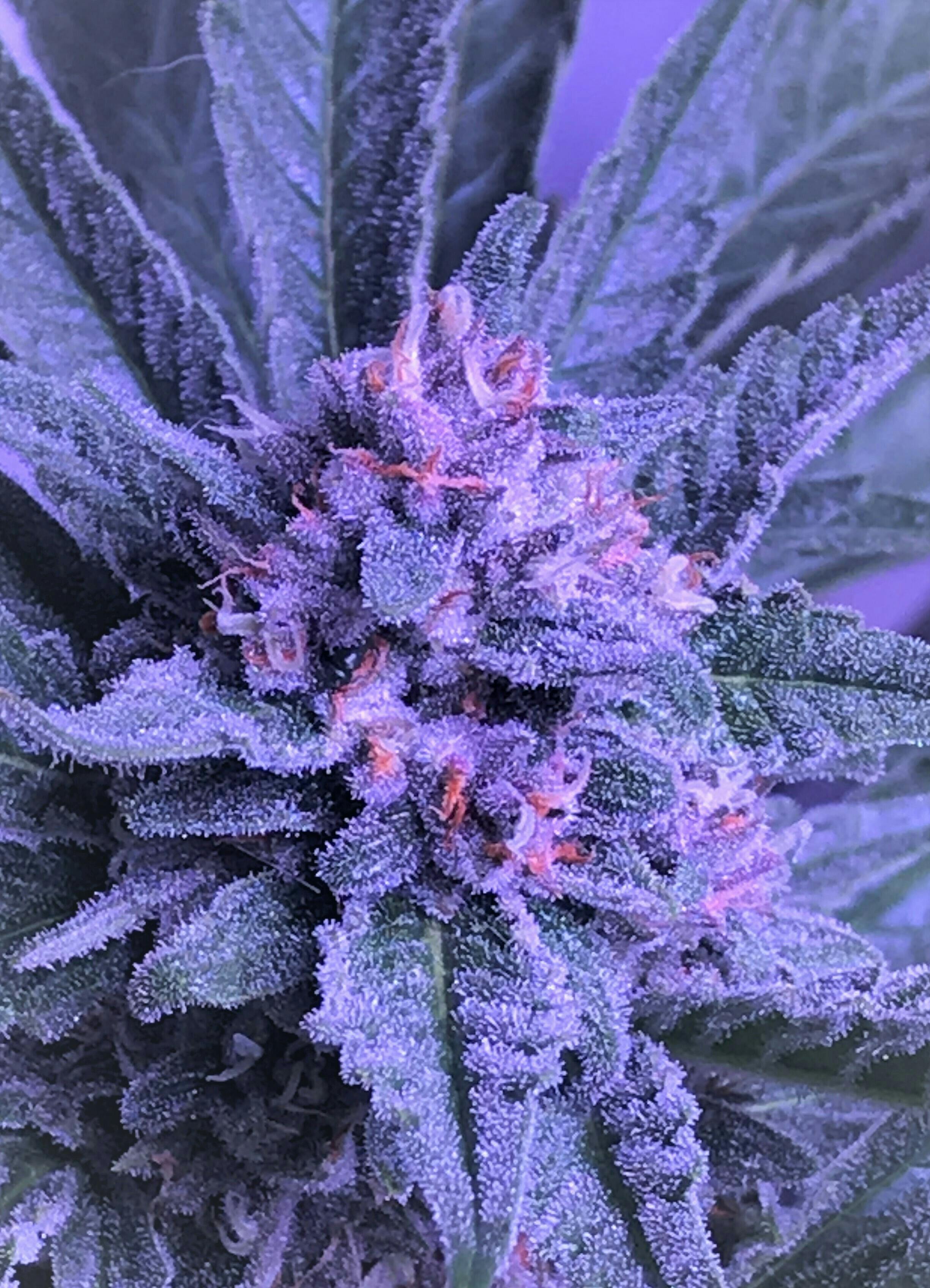 South Port Cannabis Company - STRAWBERRY PIE - TOP SHELF - SOUTH PORT CANNABIS - 1