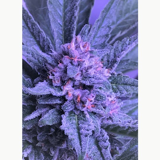 South Port Cannabis Company - STRAWBERRY PIE - TOP SHELF - SOUTH PORT CANNABIS - 1