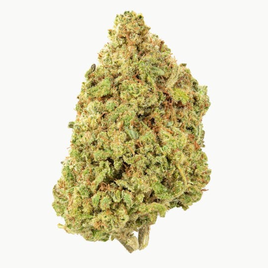 Flow Kana - Lava Dog by Waterdog Herb Farm | Gold - 1