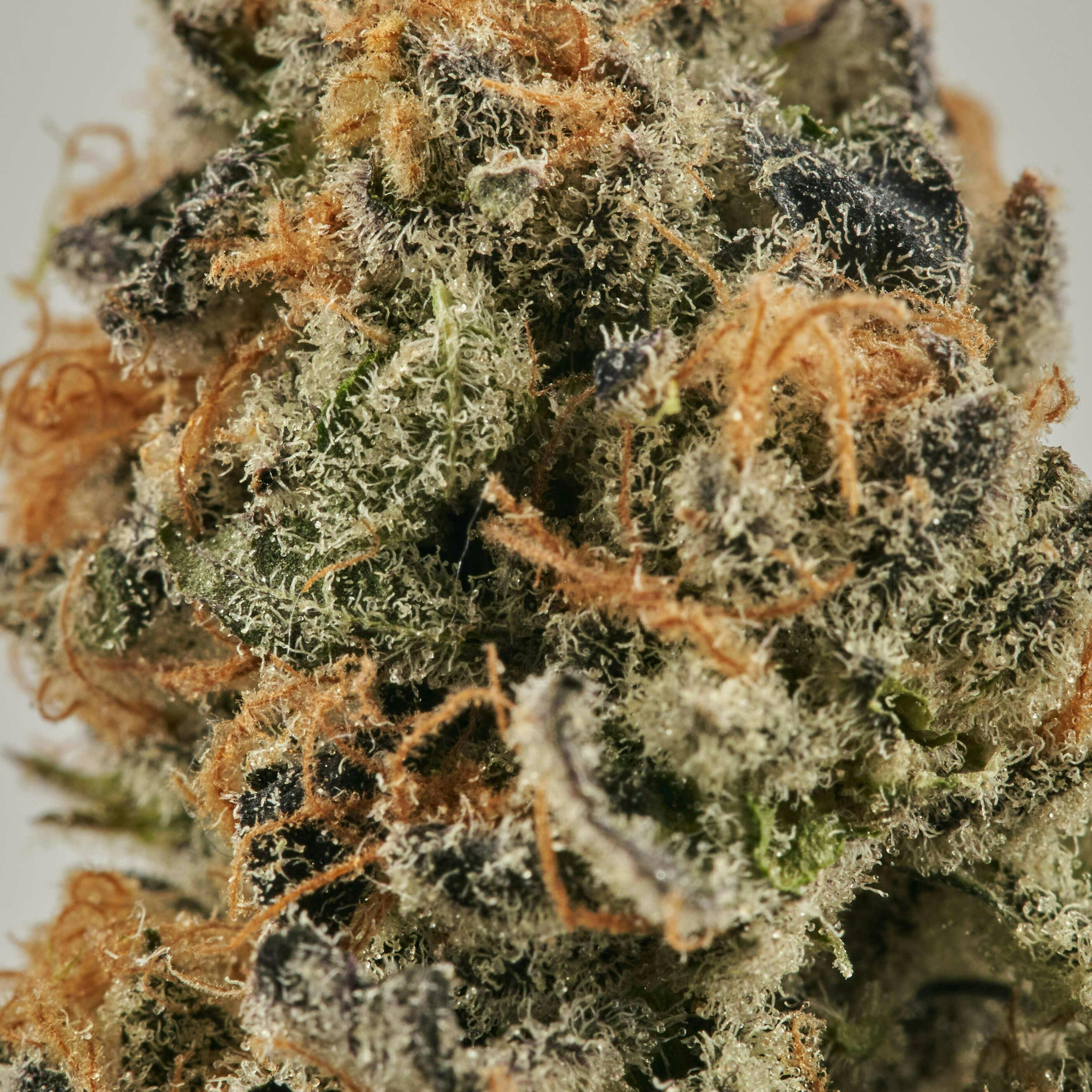 Ripple Wellness - Flower - Tier 3 - Citron Cookies - 1