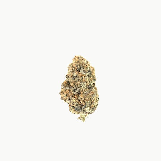 Indico - Peach Panther - 1