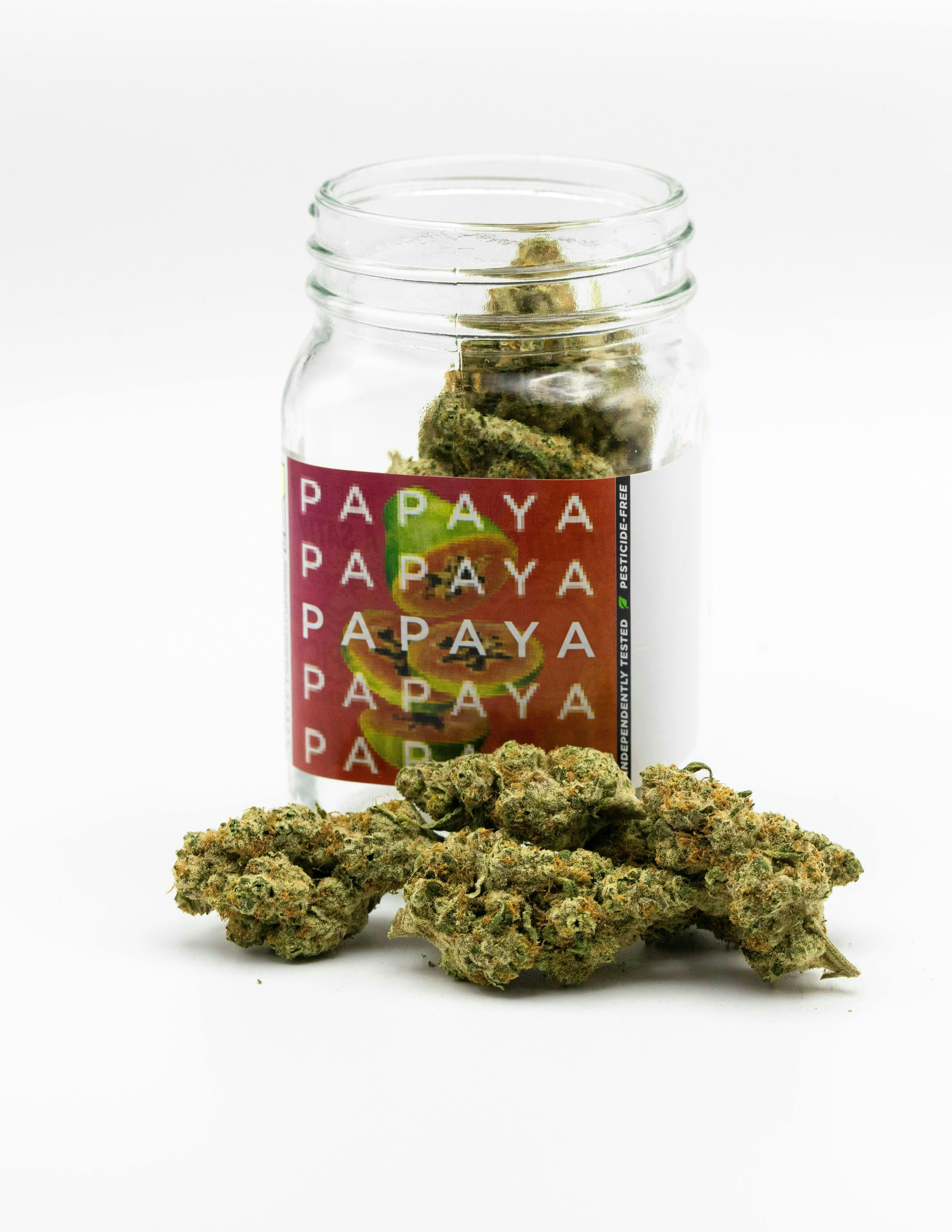 Phat Panda - Phat Panda | Papaya | Big Buds - 1