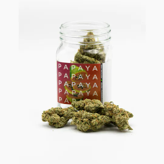 Phat Panda - Phat Panda | Papaya | Big Buds - 1