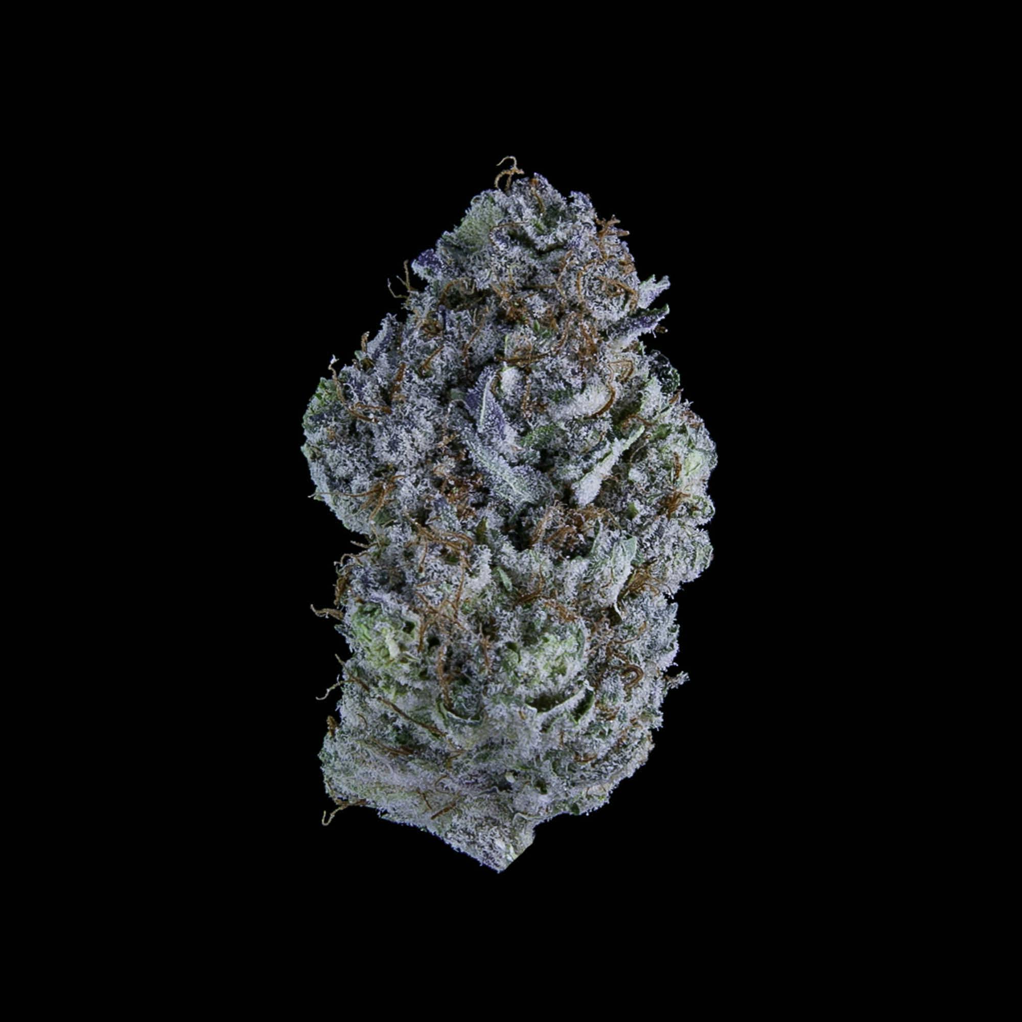 Falcanna - Sea Monkey - 1