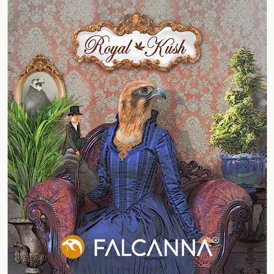 Falcanna - Royal Kush - 1