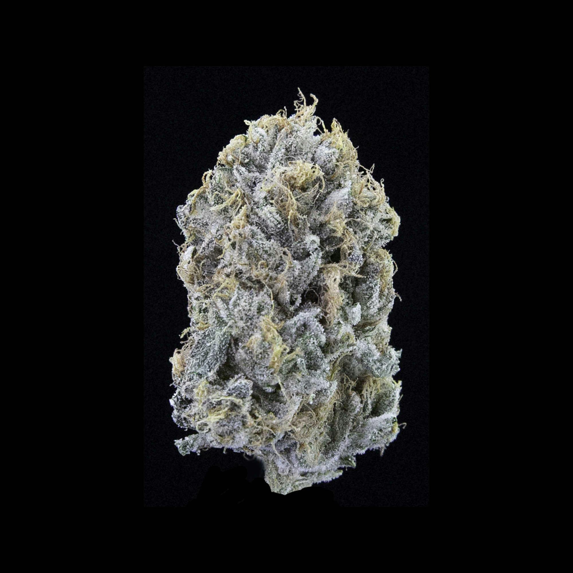 Falcanna - Tree Octopus - 1