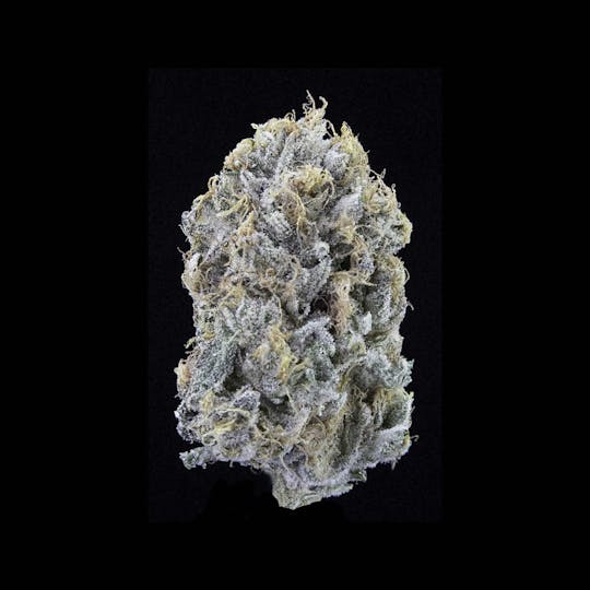 Falcanna - Tree Octopus - 1