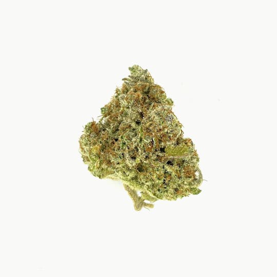 Indico - Agent Orange - 1