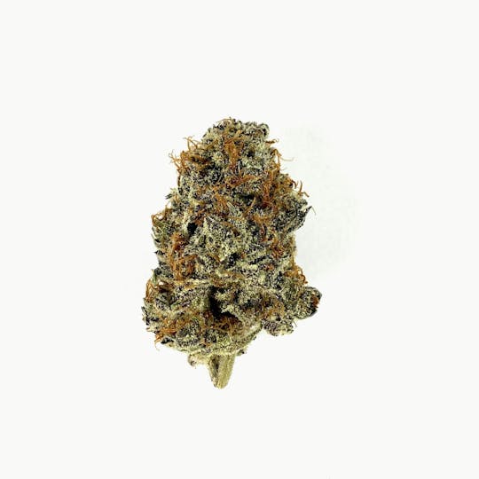 Indico - Blue Cookies - 1