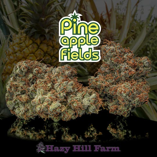 Hazy Hill Farm - Pineapple Fields - 1