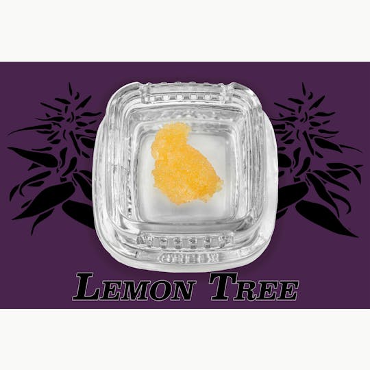 Hazy Hill Farm - Lemon Tree - Badder - 1
