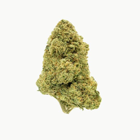 Flow Kana - Rolls Choice by Bald Mountain Legacy | Gold - 1
