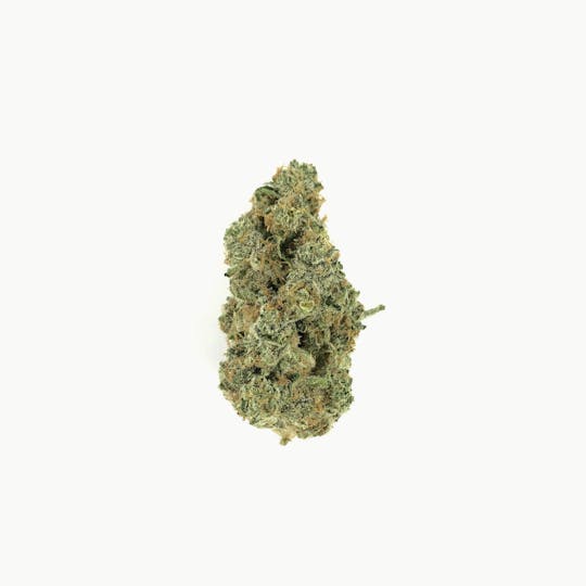 Indico - Apple Fritter - 1