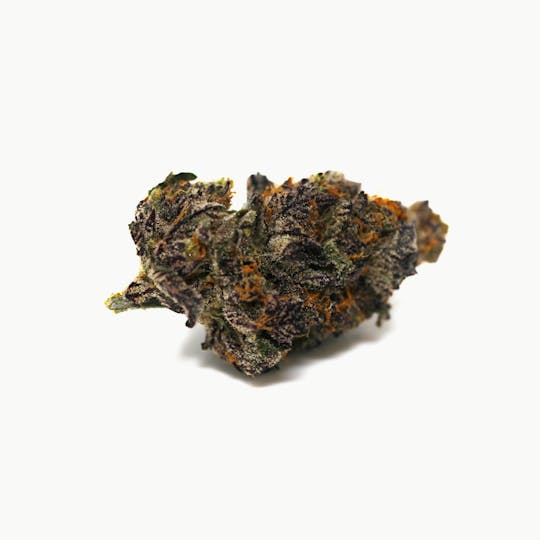 Kind Tree - Shockwave - 1
