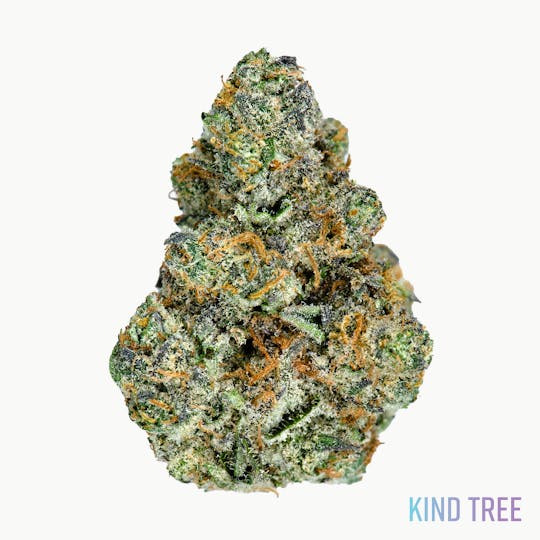 Kind Tree - Wonka Bars - 1