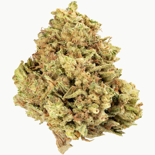 Flow Kana - Nepali Pink grown by Beija Flor - 1