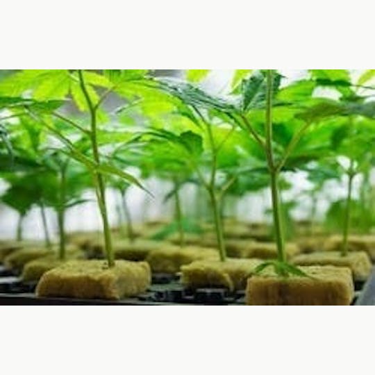 Green Dragon - Cherry On Top - Clones - 1