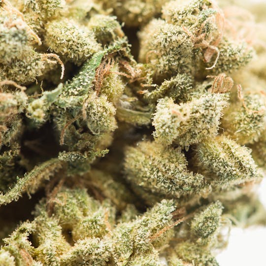 Wellness Connection - Skywalker Kush Pre-Roll - 1