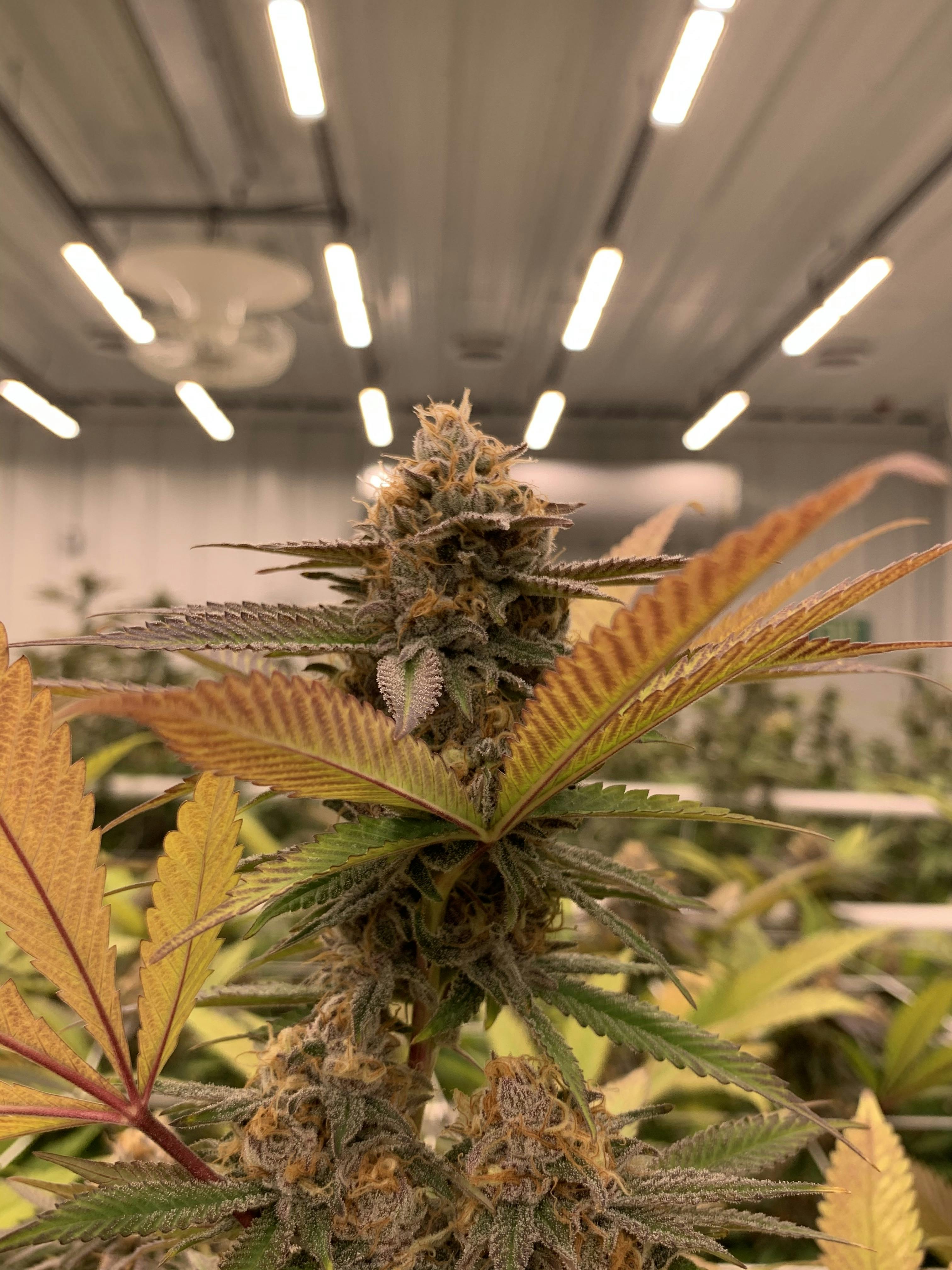 Papa Jesus Farms Black Cherry Punch Weedmaps