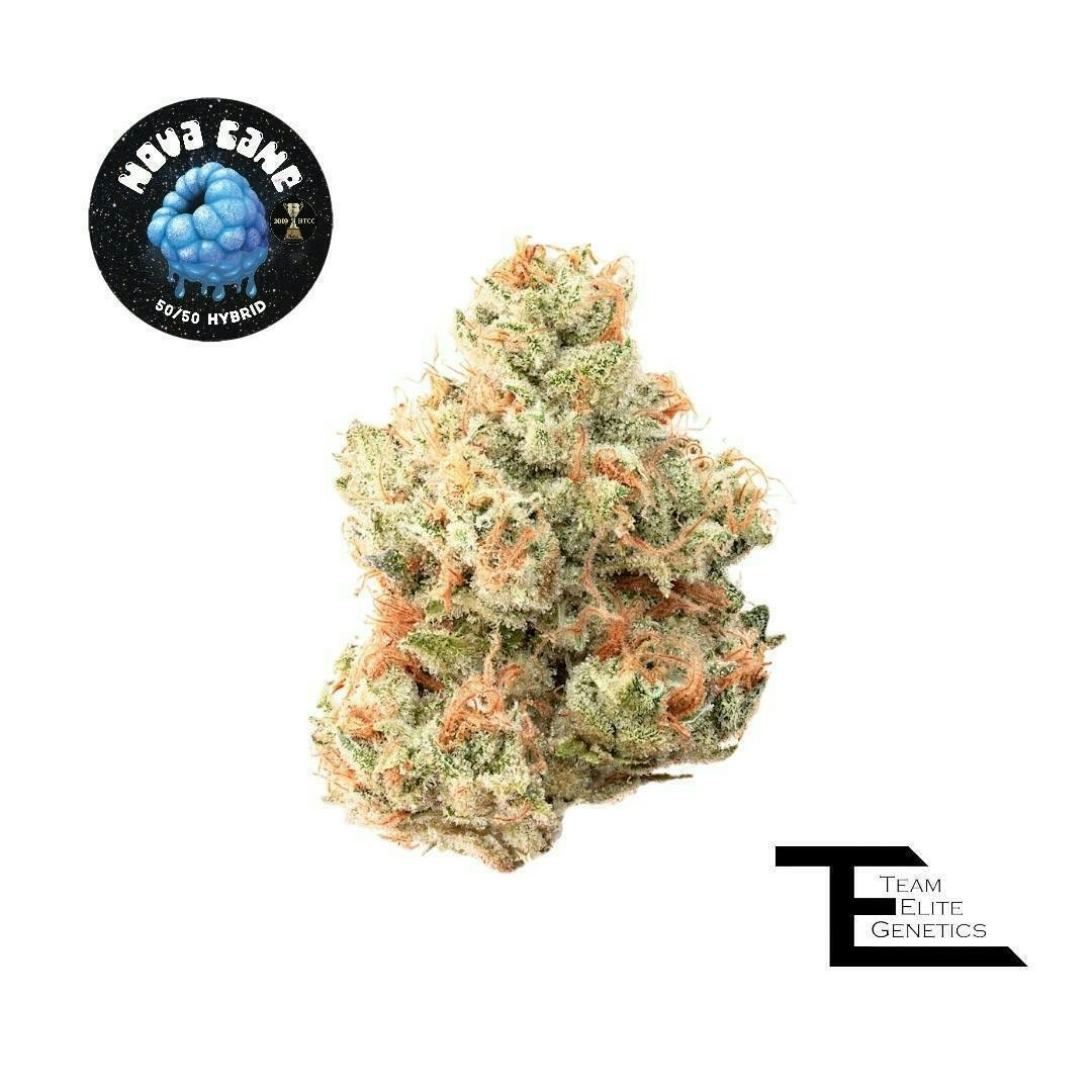 Team Elite Genetics - Nova Cane | Big Buds | 3.5g - 1