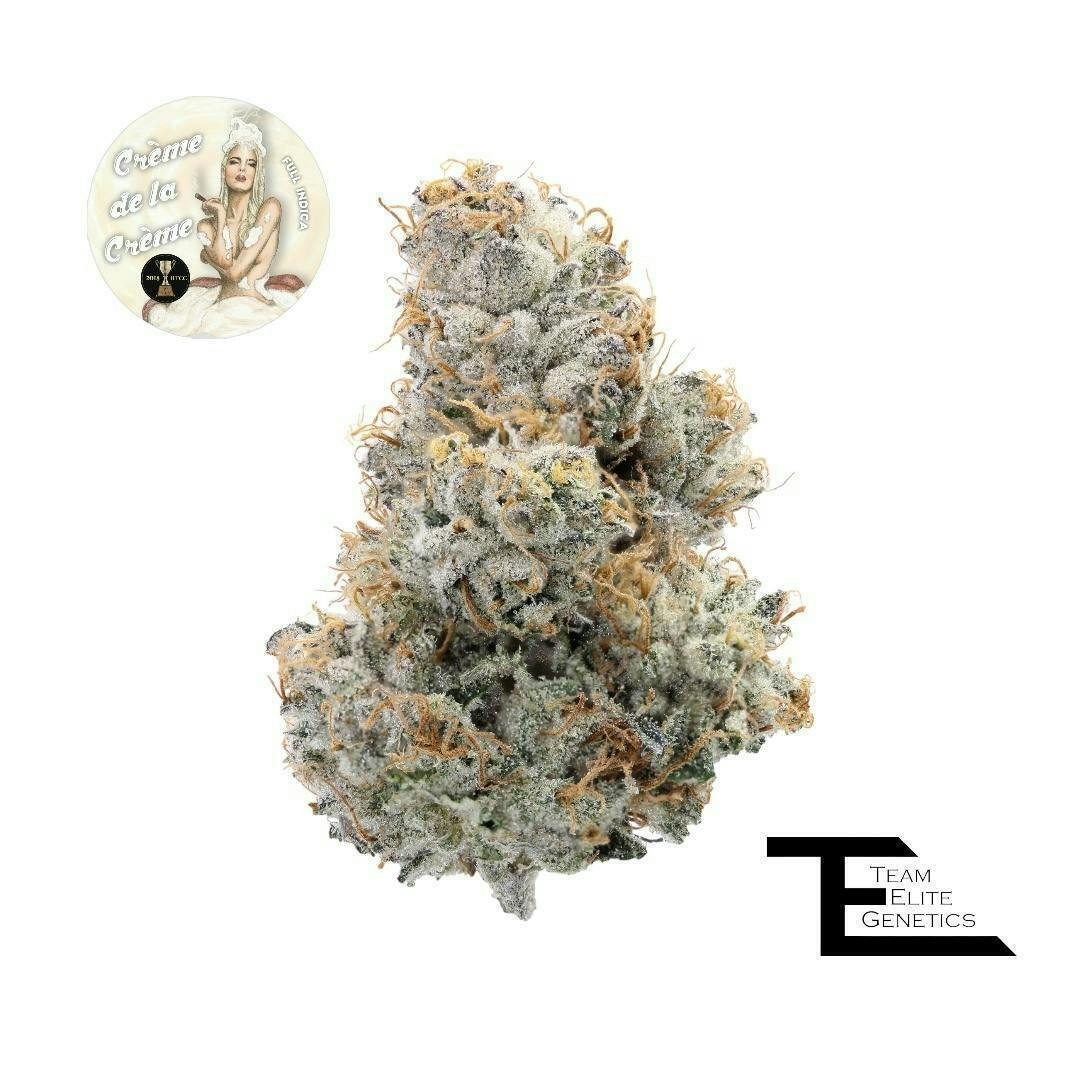 Team Elite Genetics - Crème de la Crème | Big Buds | 3.5g - 1