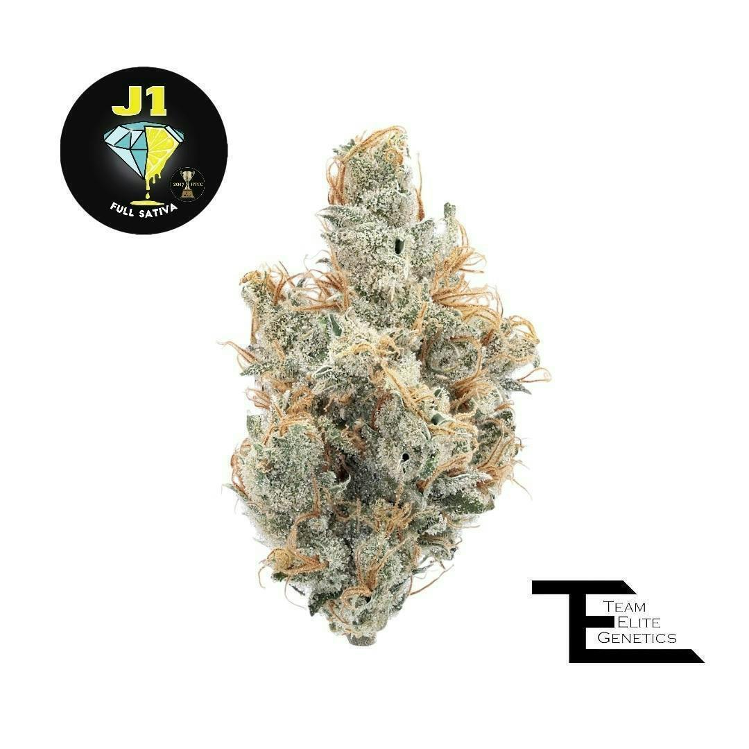 Team Elite Genetics - J1 | Big Buds | 3.5g - 1