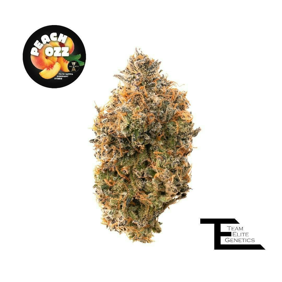 Team Elite Genetics - Peach Ozz | Big Buds | 3.5g - 1