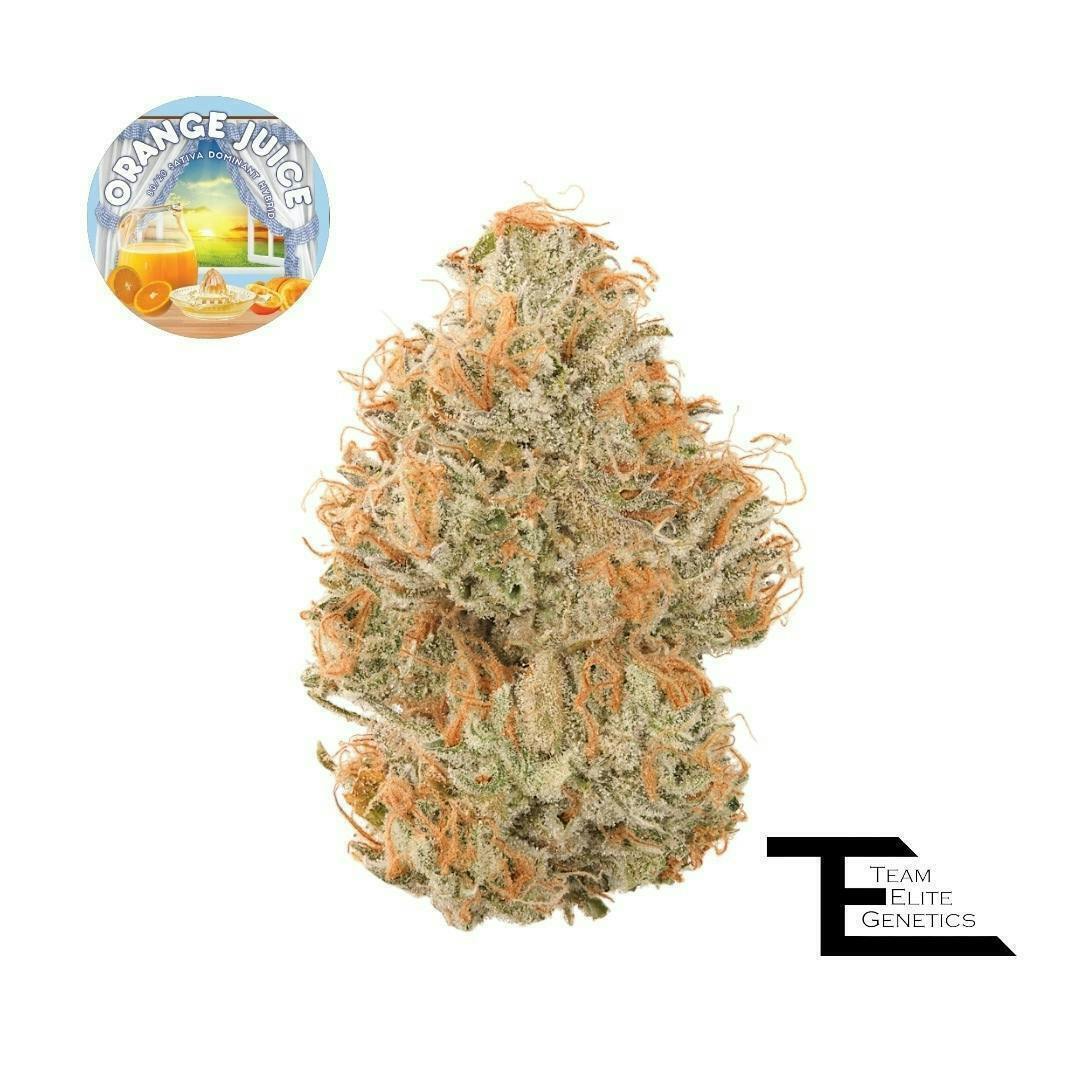 Team Elite Genetics - Orange Juice | Big Buds | 3.5g - 1