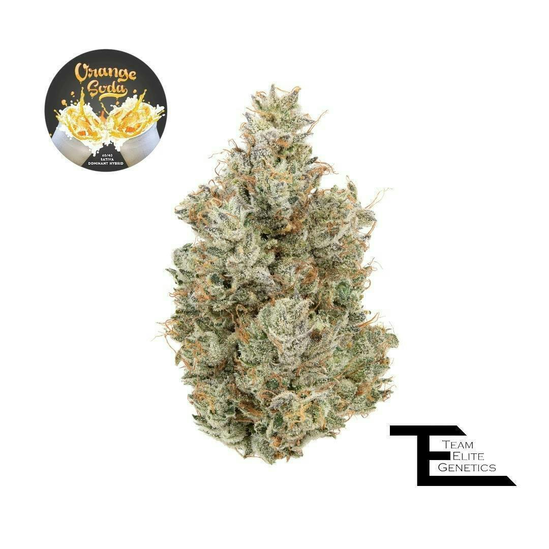 Team Elite Genetics - Orange Soda | Big Buds | 3.5g - 1