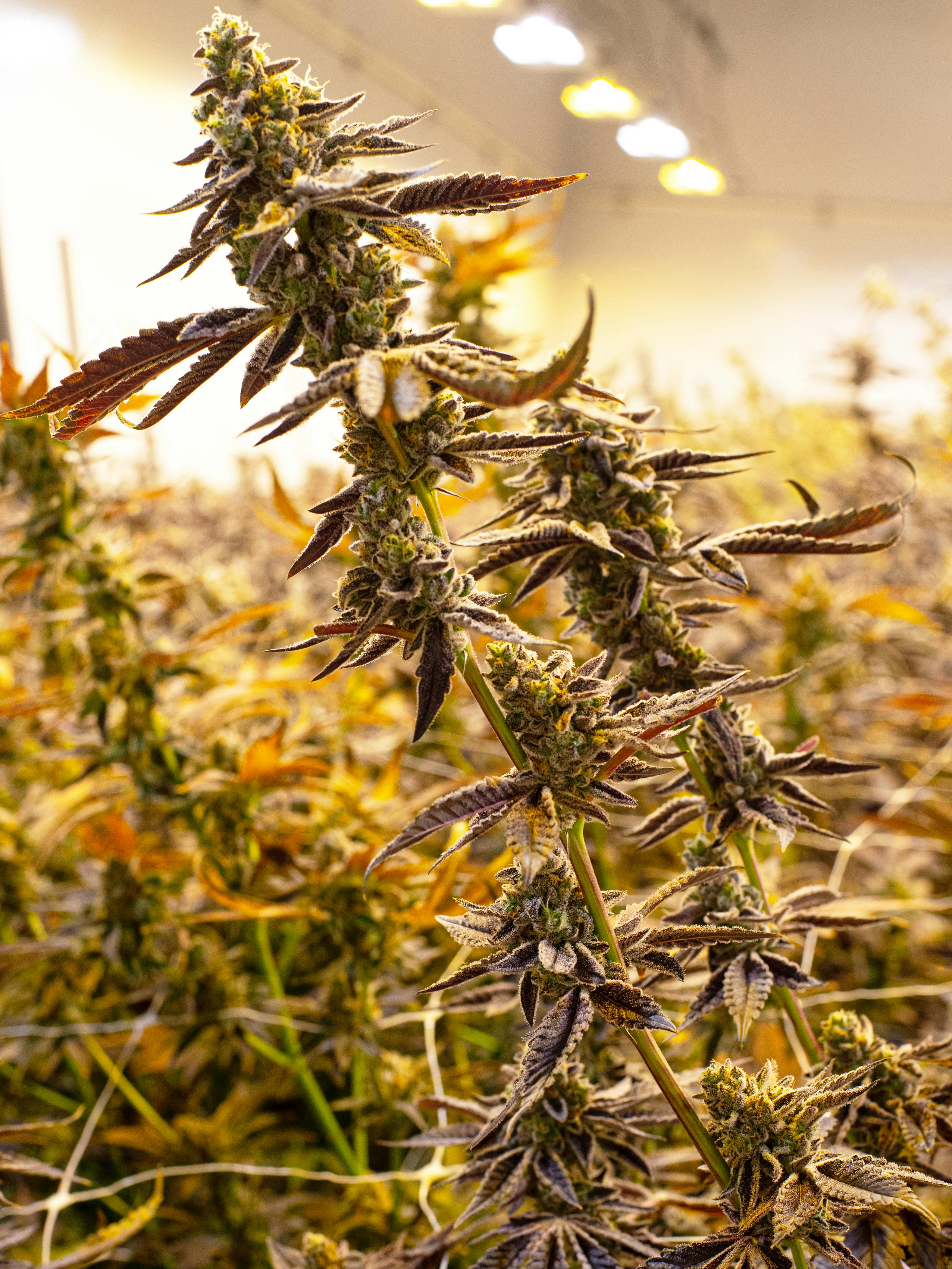 Enlighten - Lemon Mints - 1