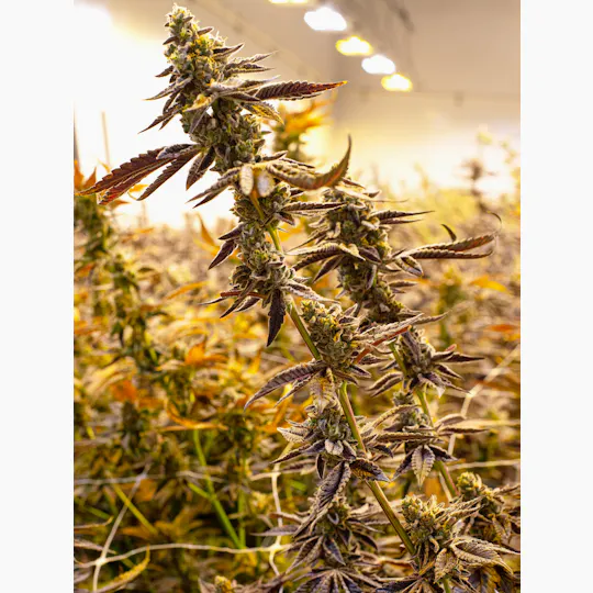 Enlighten - Lemon Mints - 1